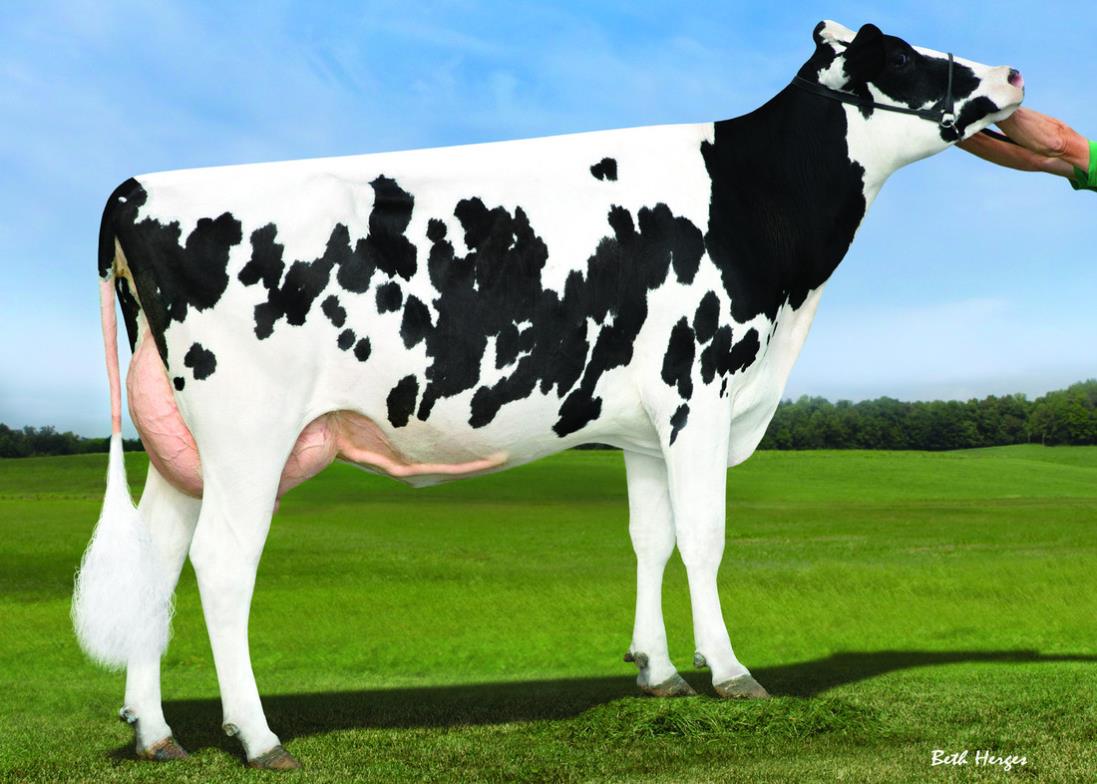 Holstein (US BAZA)